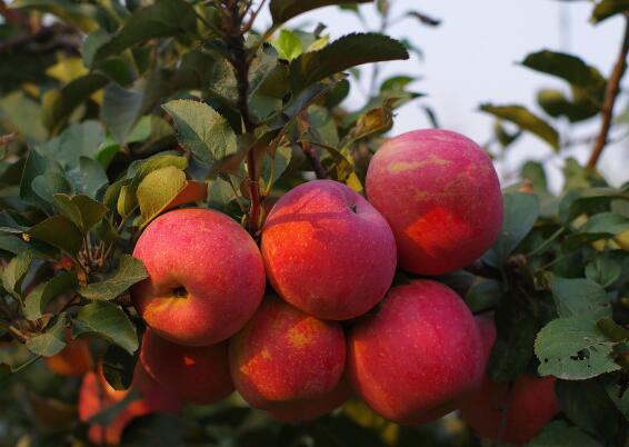 石家庄app开发-生鲜商城app